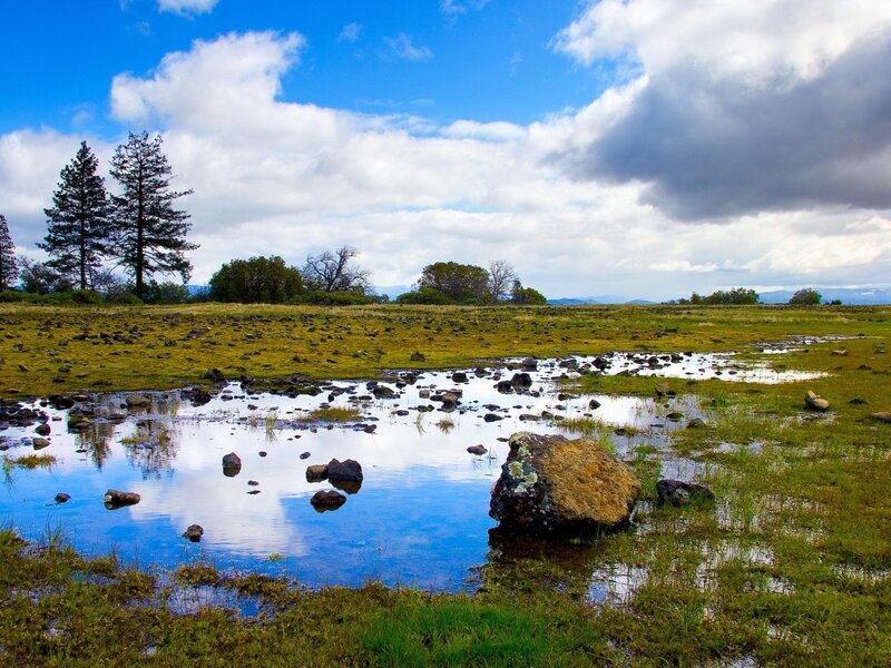 Wetland with Rocks