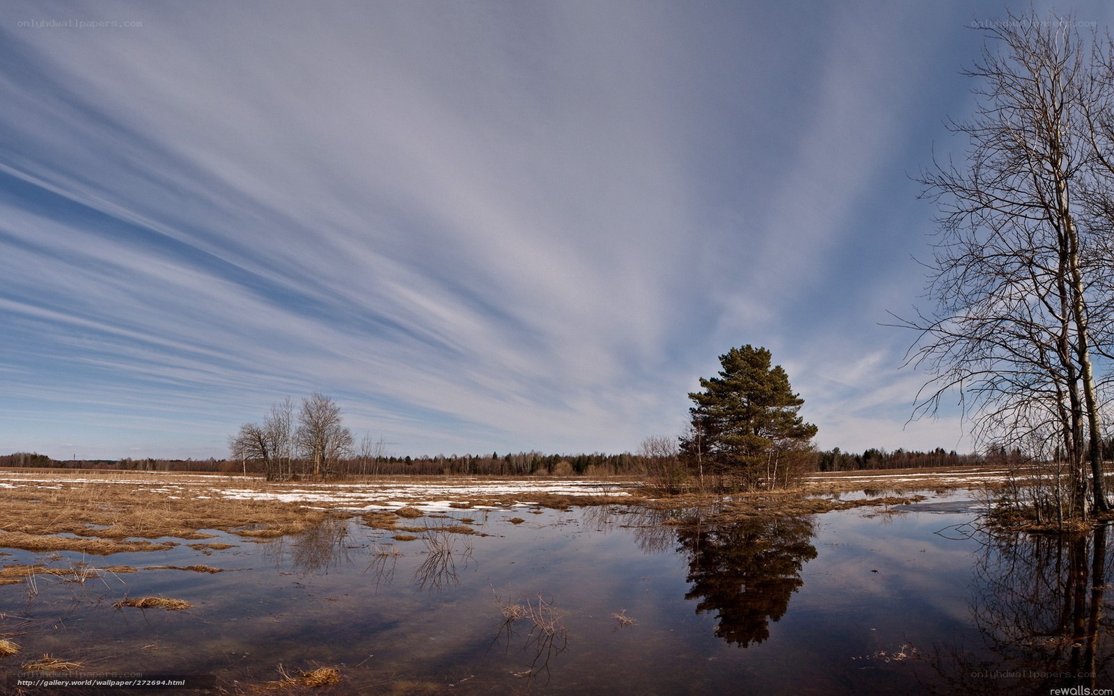 Wetland with scattered trees