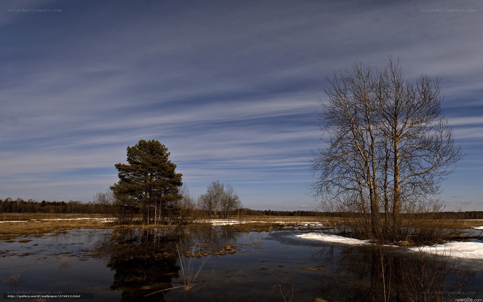 Wetland with snow and trees
