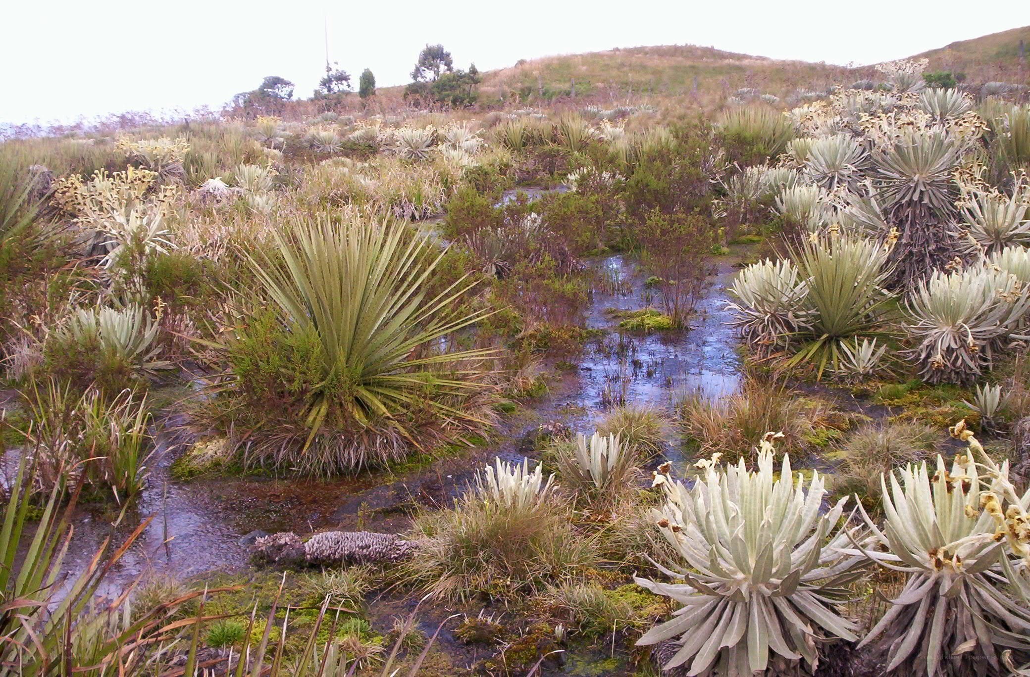 wetland with spiky plants