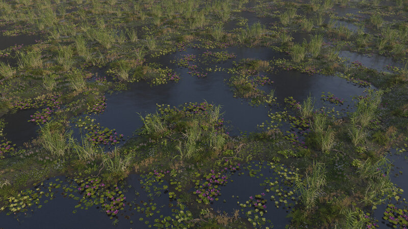 Wetland with Water Lilies