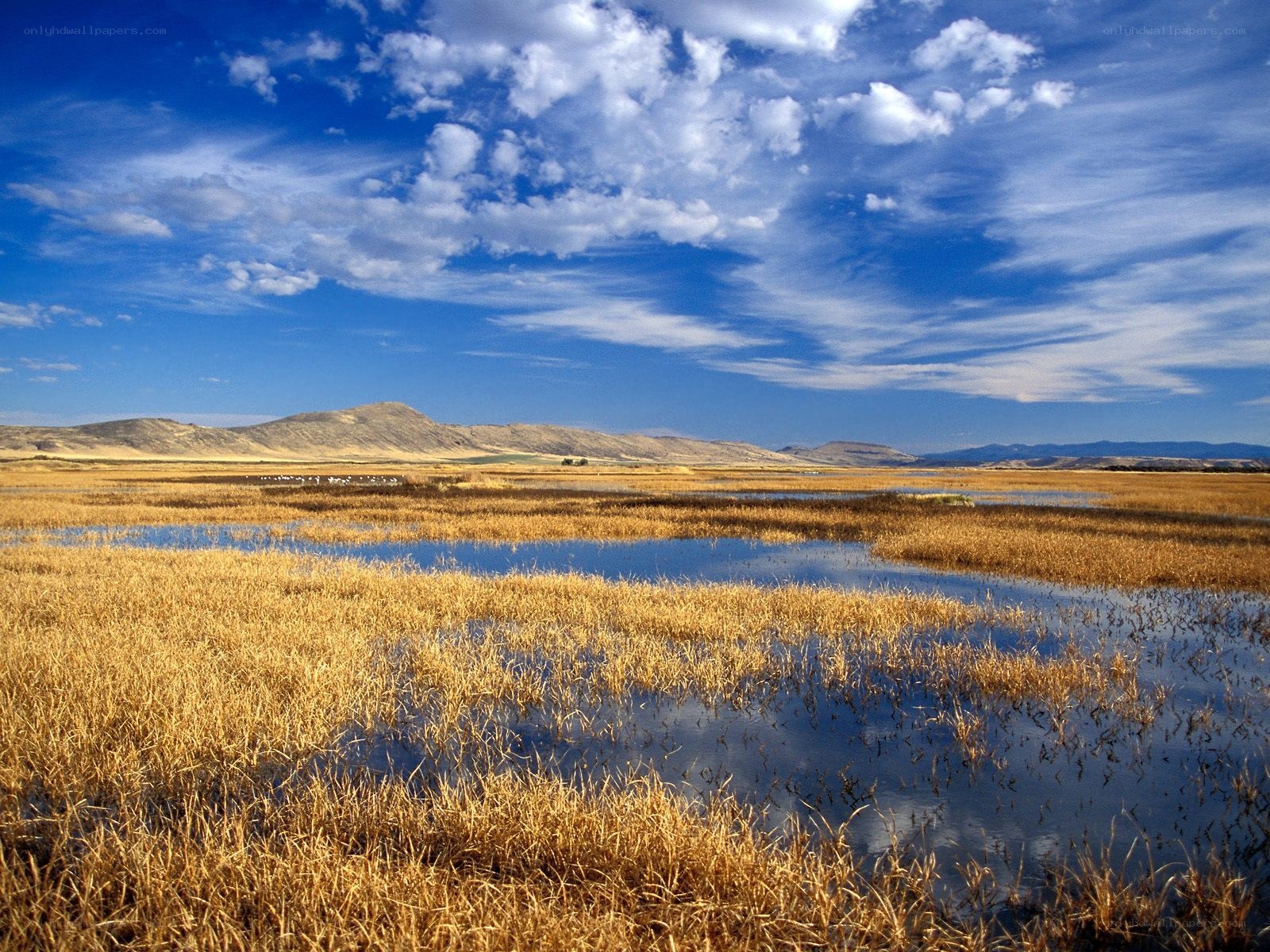 Wetlands under a blue sky
