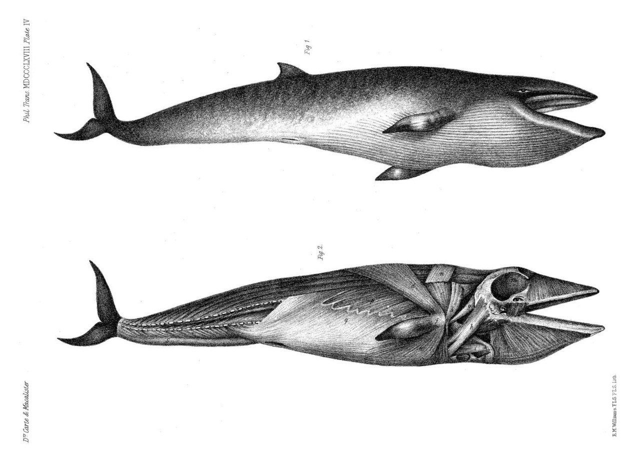 Whale anatomy illustration