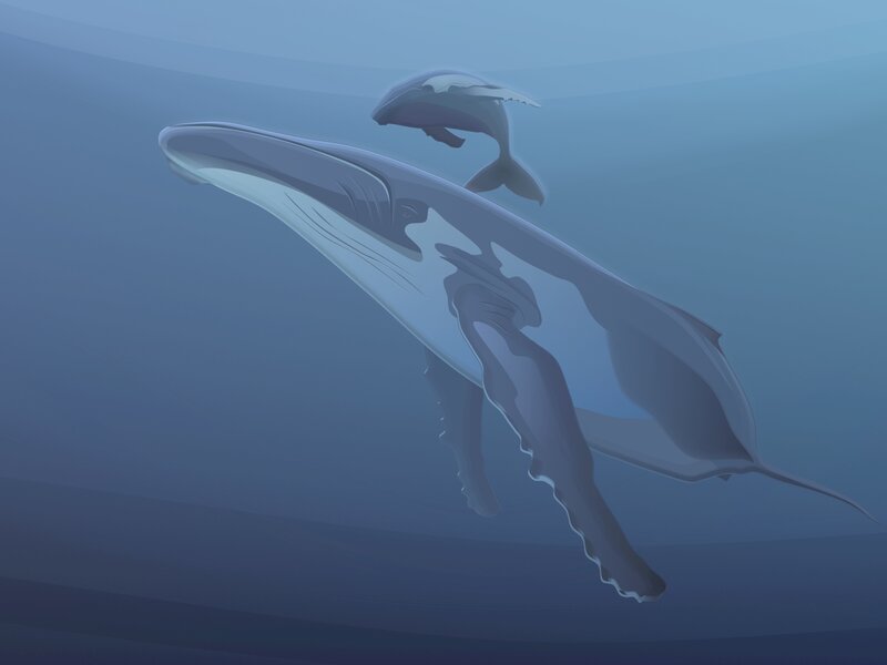 Whale and calf swimming