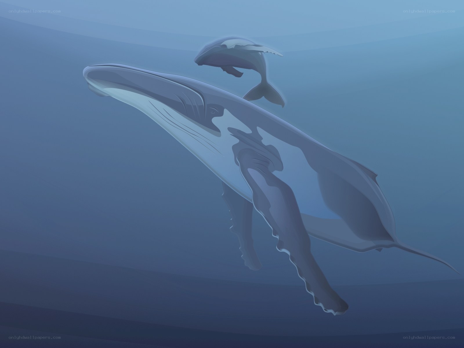 Whale and calf swimming