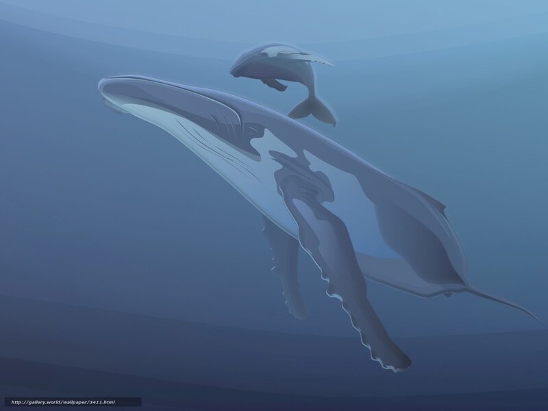 Whale and calf underwater