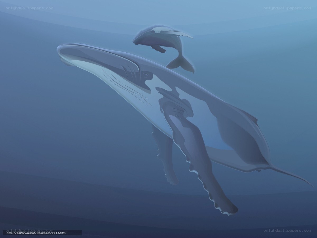 Whale and calf underwater