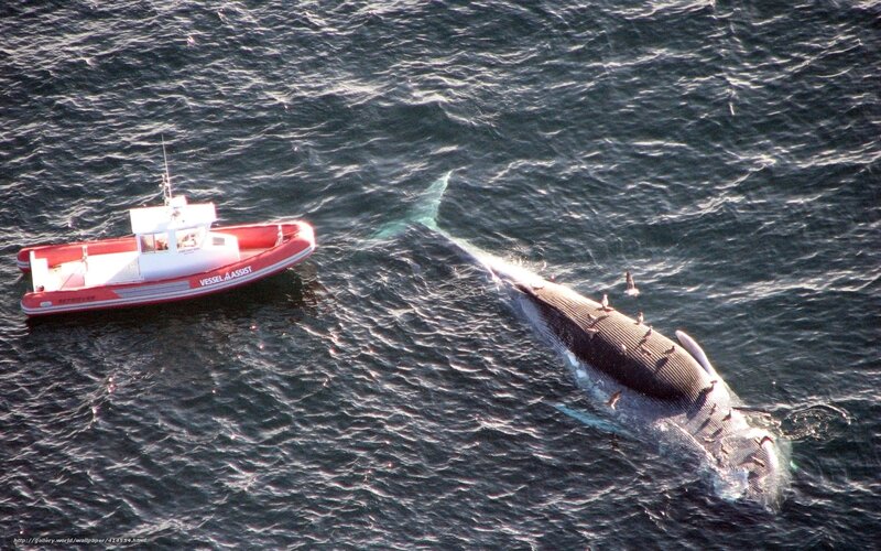 Whale and rescue boat