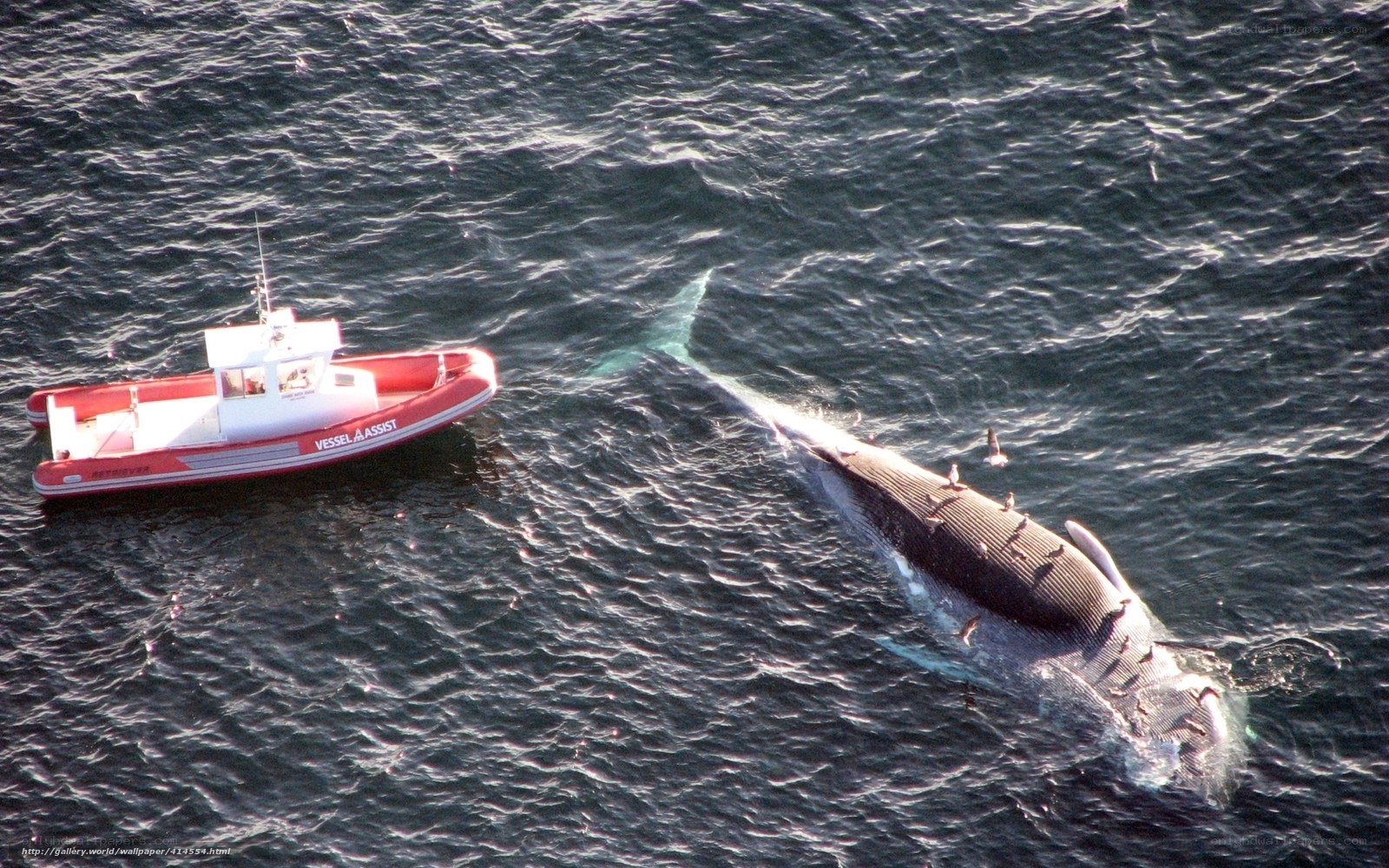 Whale and rescue boat