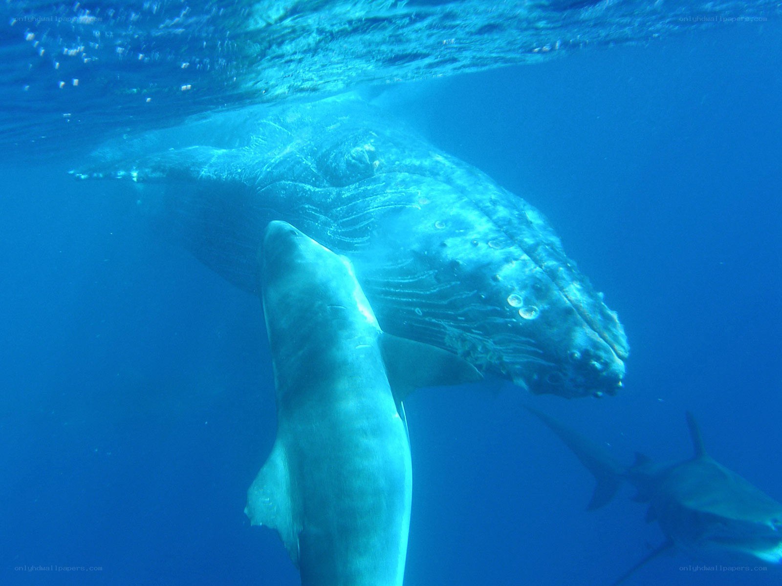 Whale and sharks underwater