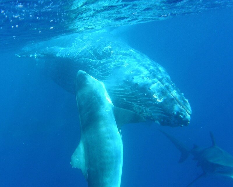 Whale and sharks underwater