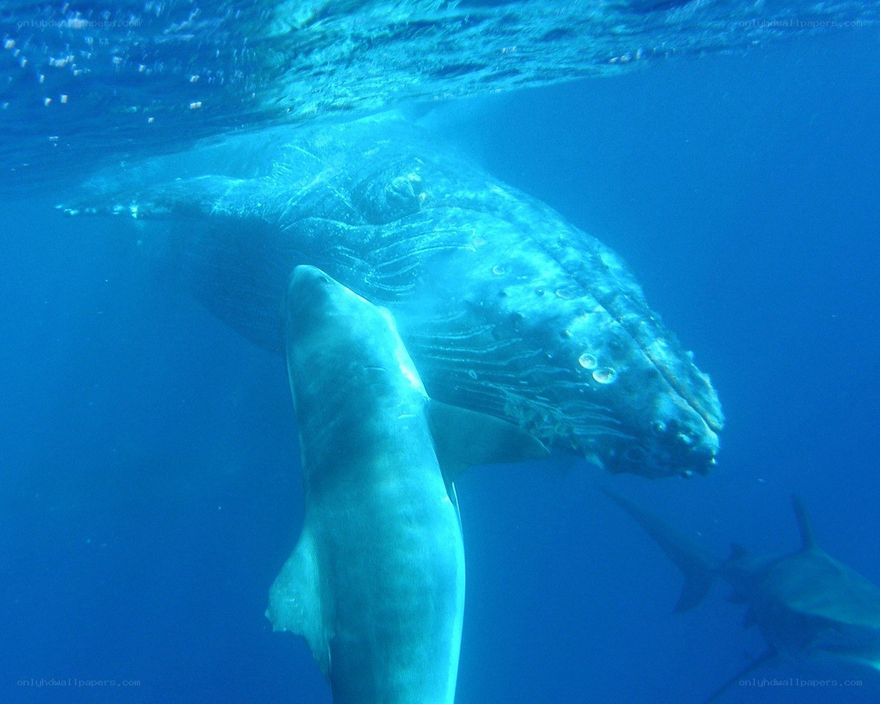 Whale and sharks underwater