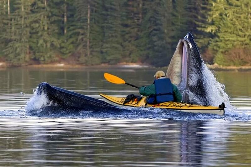 Whale breaches near kayaker