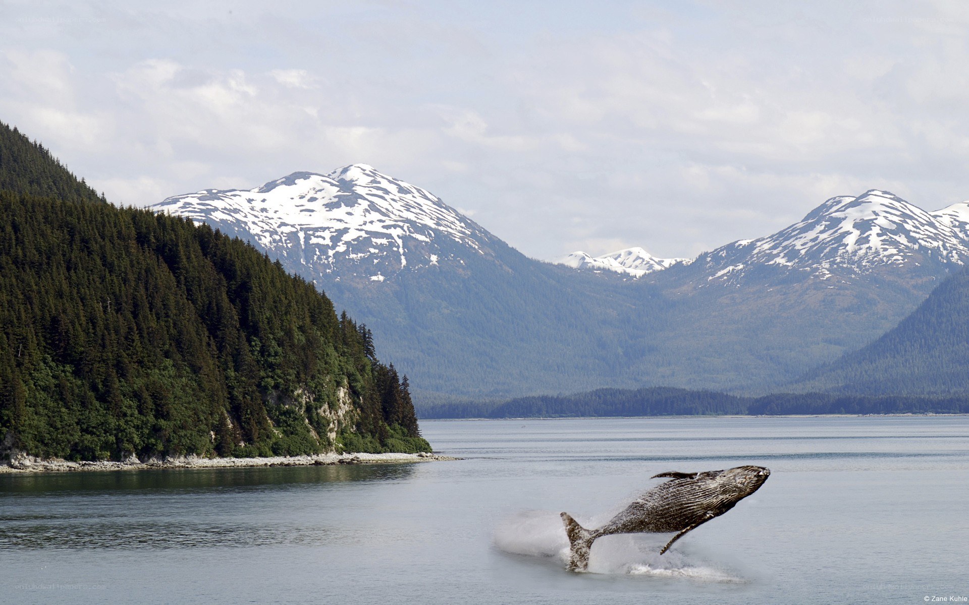 Whale breaching in a mountainous bay