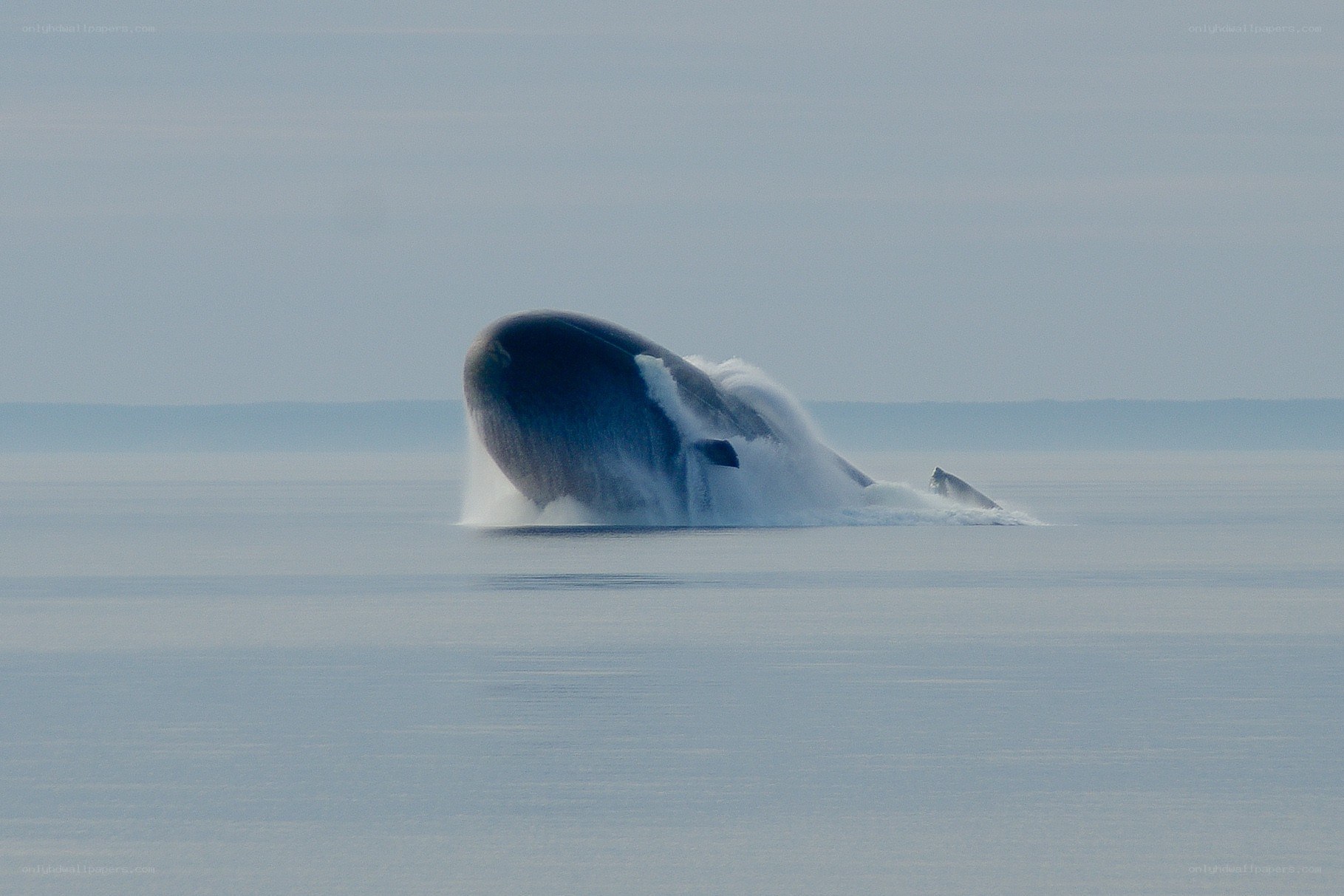 Whale breaching in calm sea