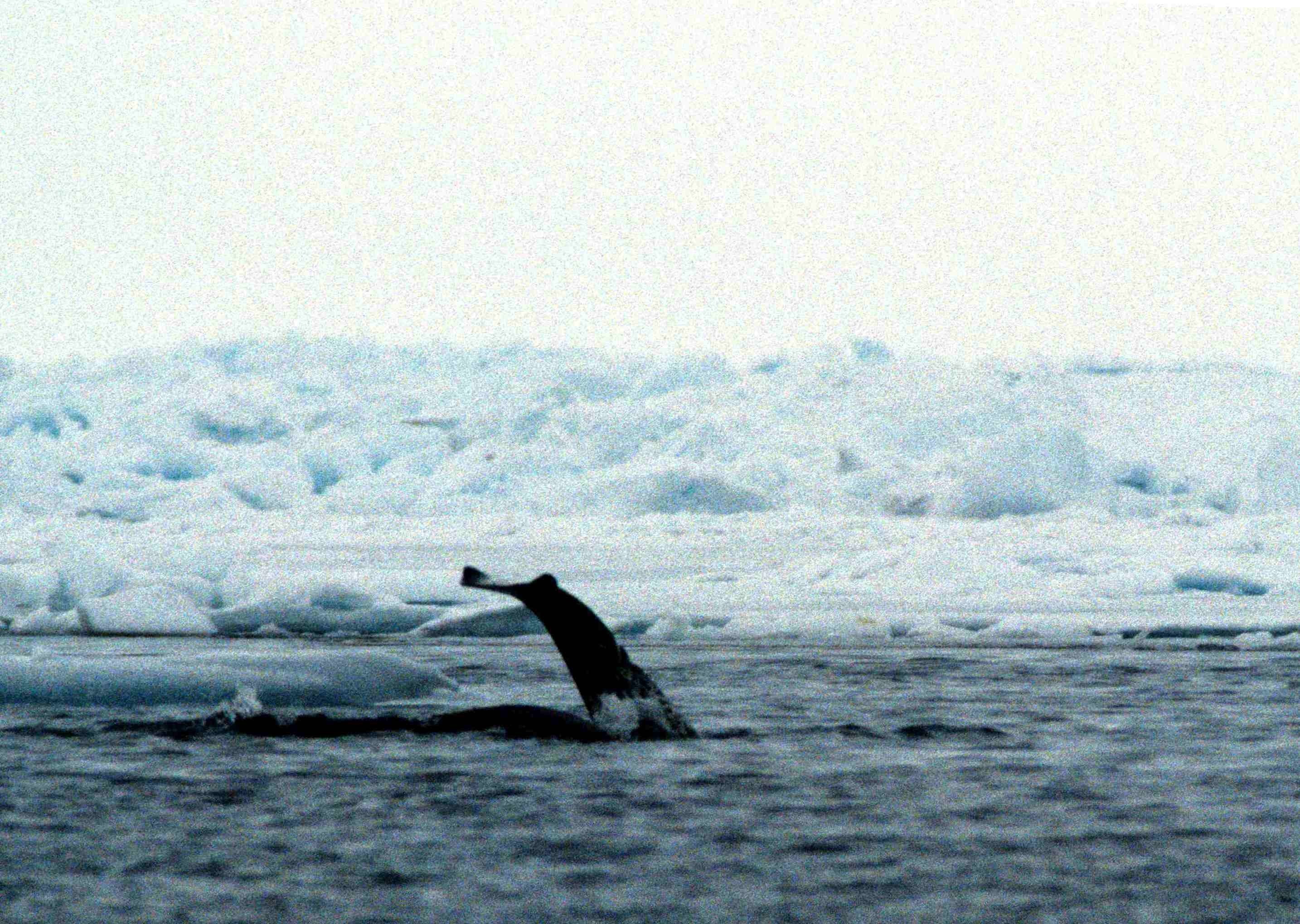 Whale breaching in icy waters