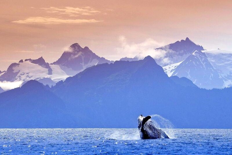 Whale breaching in mountainous bay
