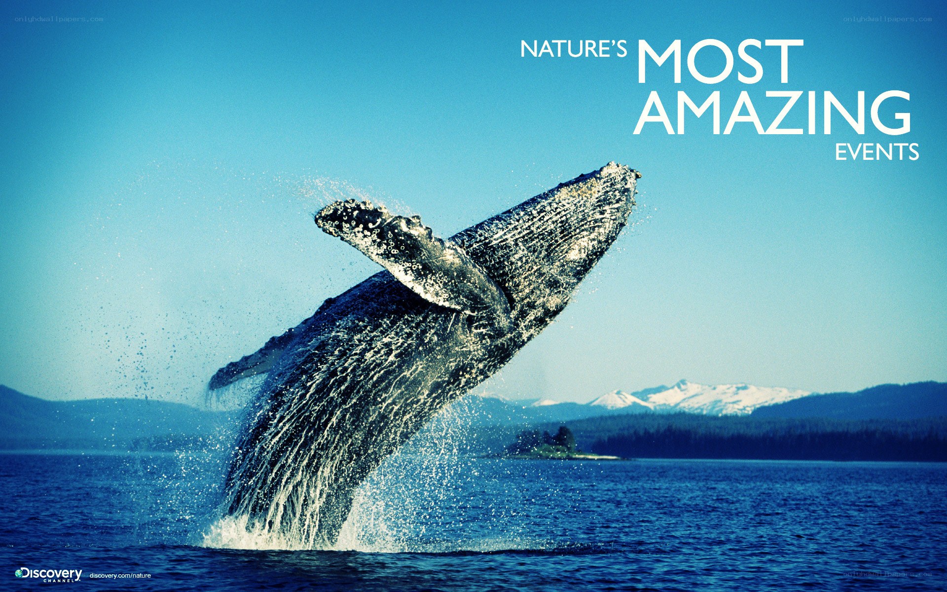 Whale breaching in scenic bay