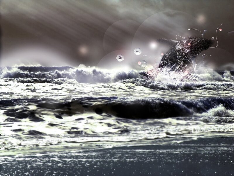 Whale breaching in stormy sea