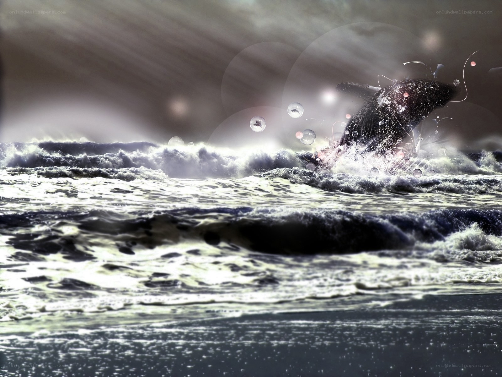 Whale breaching in stormy sea