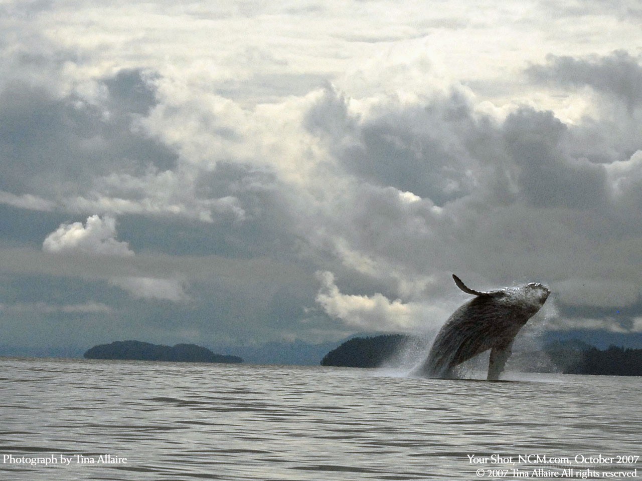 Whale breaching in the ocean