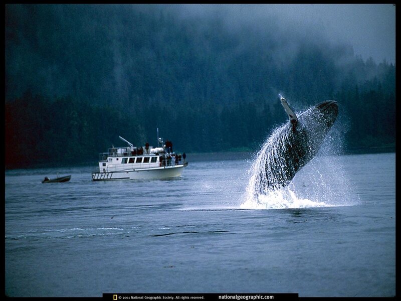 Whale breaching near tour boat