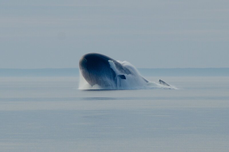 Whale Breaching Ocean — Blue, Serene