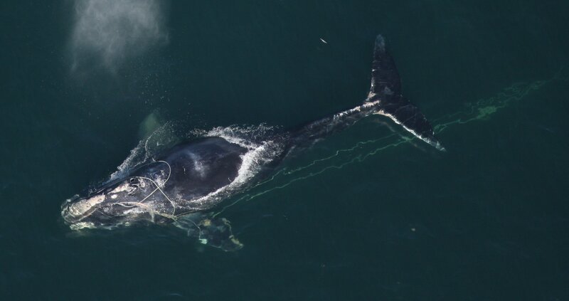 Whale entangled in fishing gear
