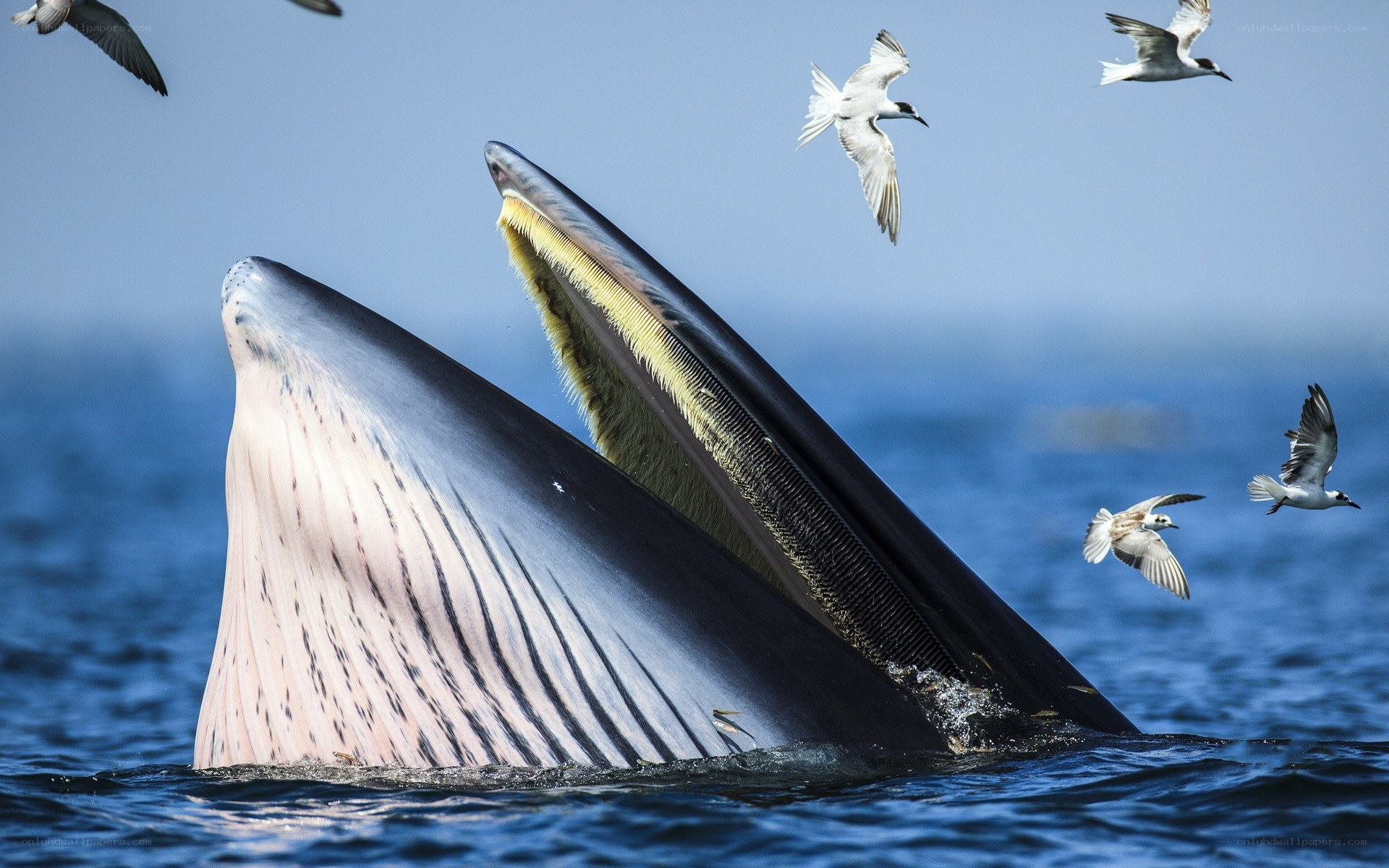 Whale feeding with seabirds