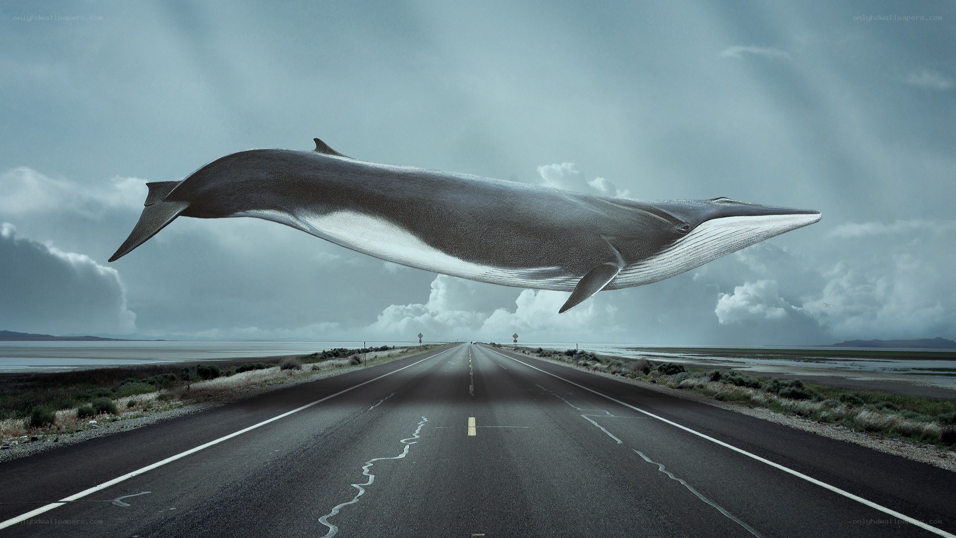 Whale flying over road