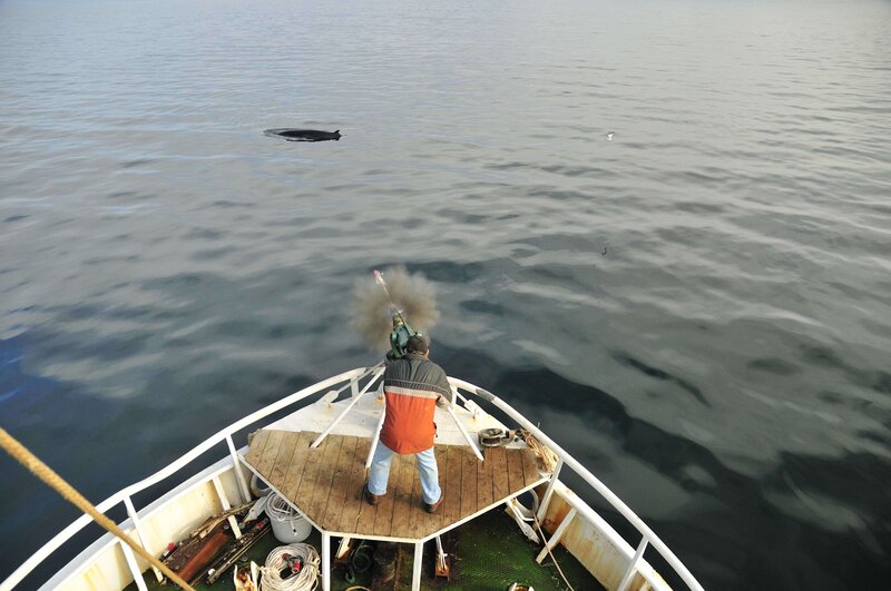 Whale hunting from a boat