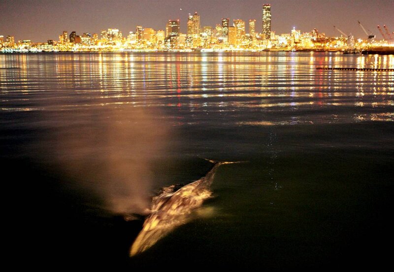 Whale in city harbor at night