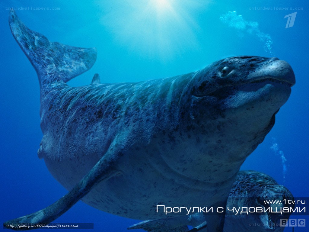 Whale in deep blue water