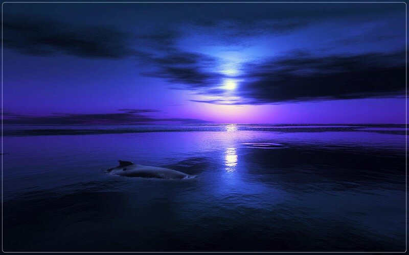 Whale in Ocean — Blue
