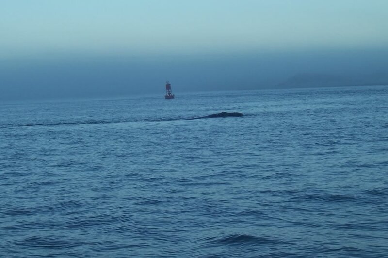Whale in Ocean