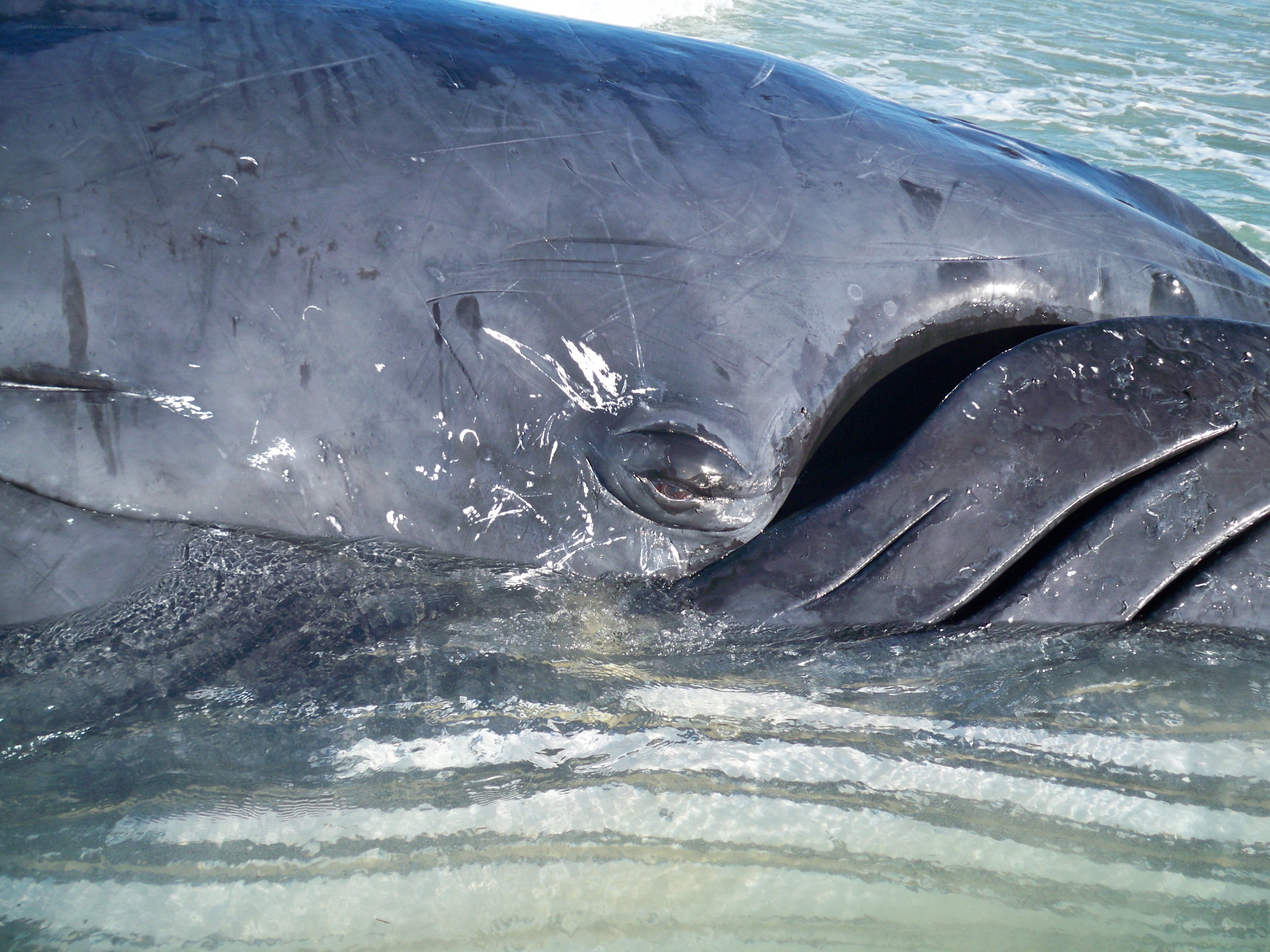 Whale in shallow water