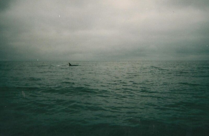 whale in the ocean