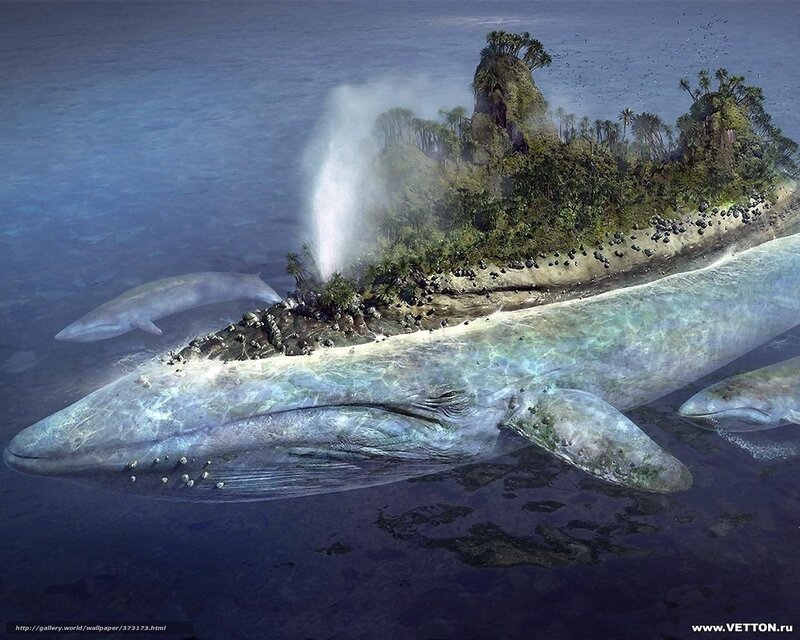 Whale Island — Blue