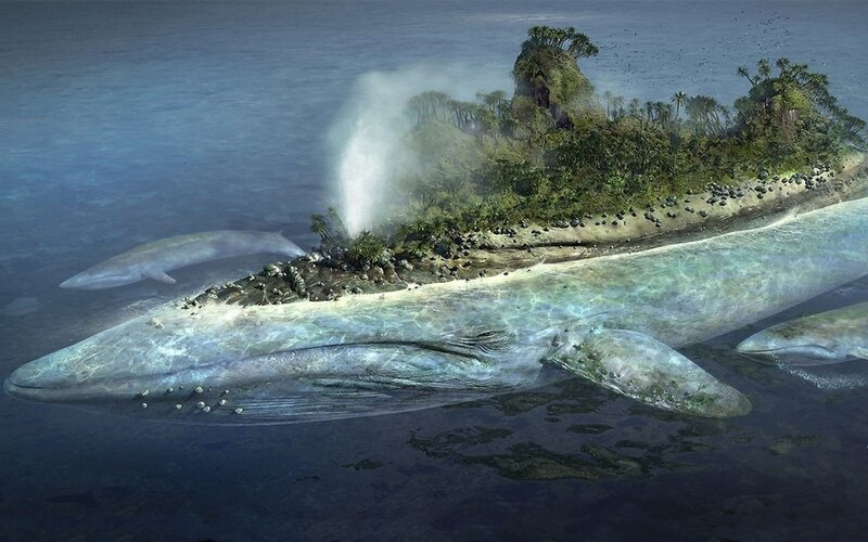 whale island fantasy
