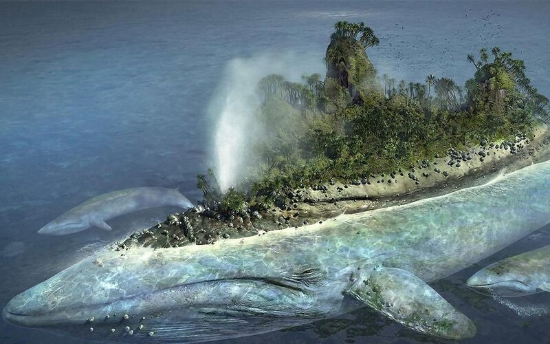 whale island fantasy