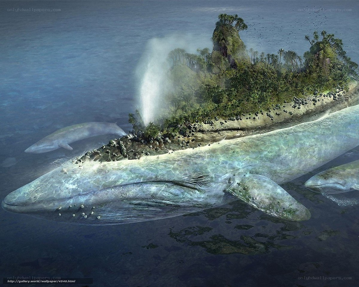Whale Island Fantasy