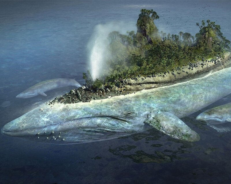 Whale Island