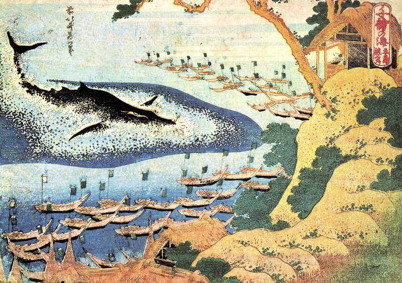 Whale Jumping in Ocean