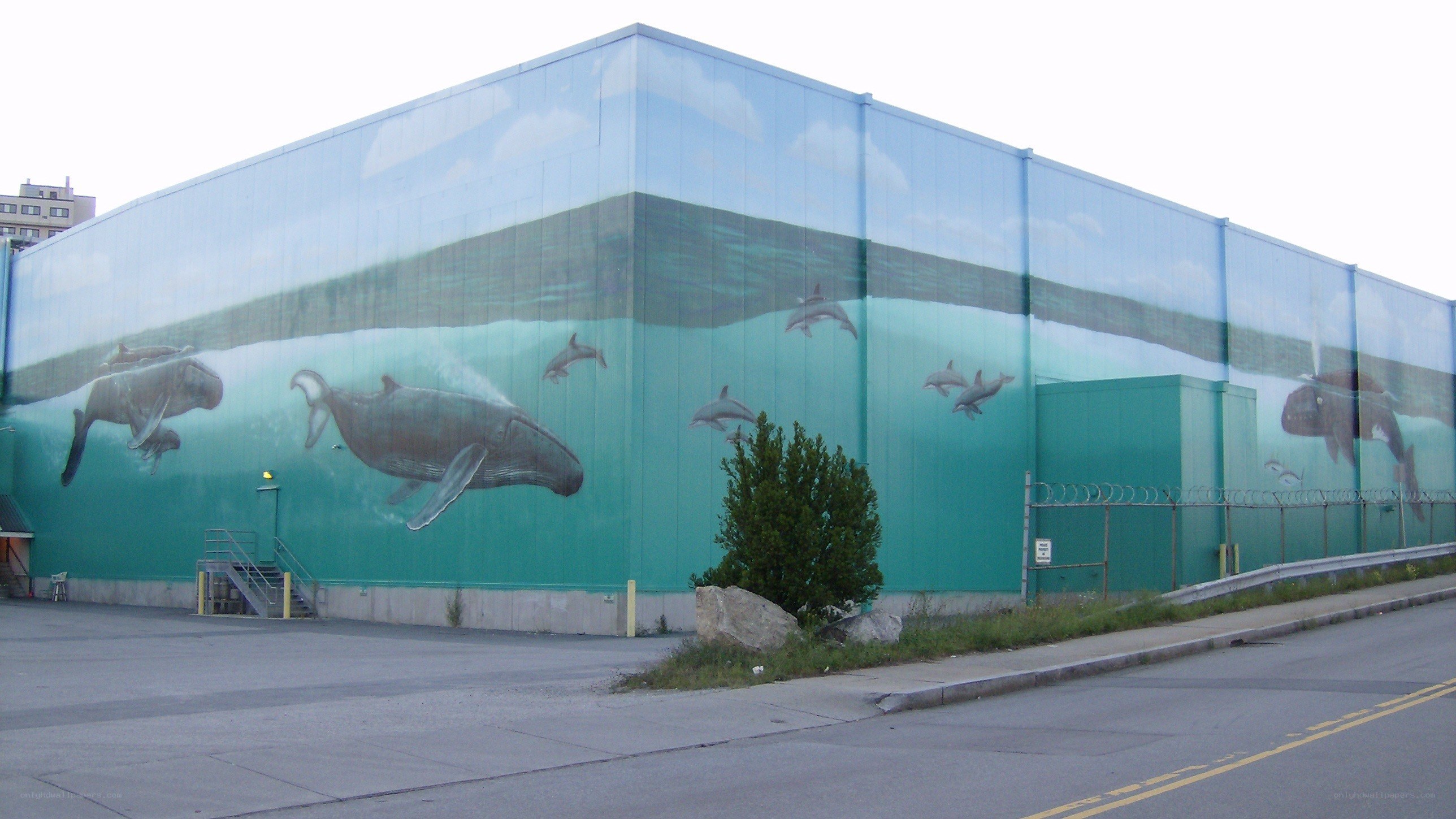 Whale mural on building wall