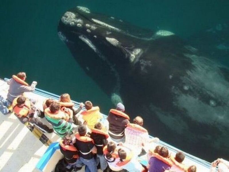 Whale near boat with people