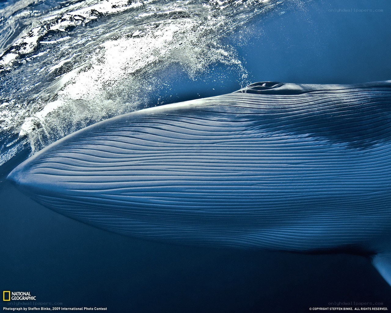 Whale near the surface