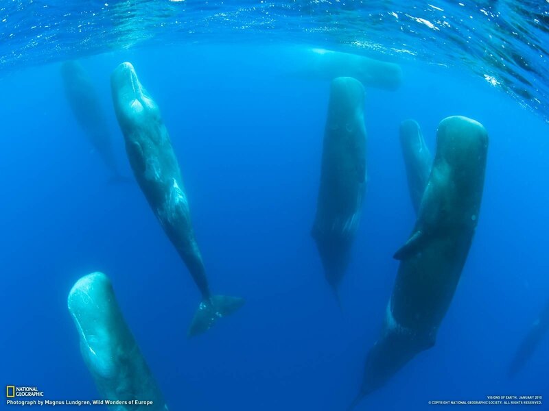 Whale pod underwater