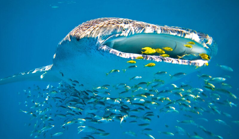 Whale Shark Feeding