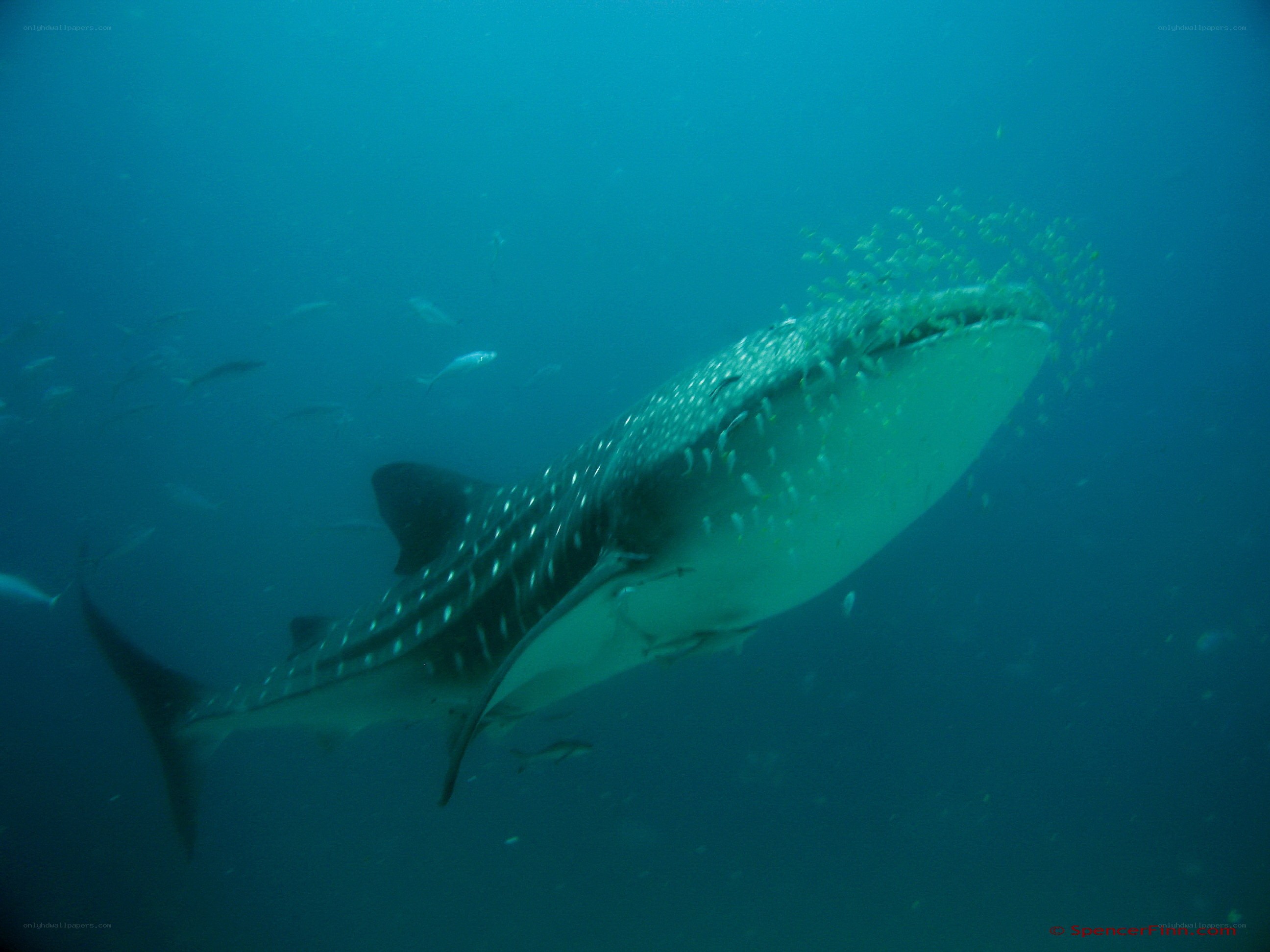 Whale shark feeding underwater