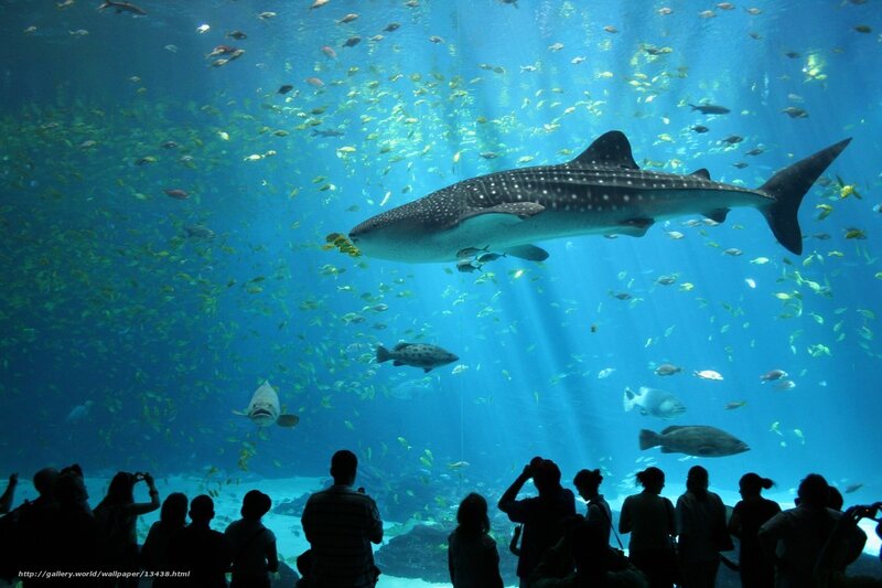Whale shark in aquarium